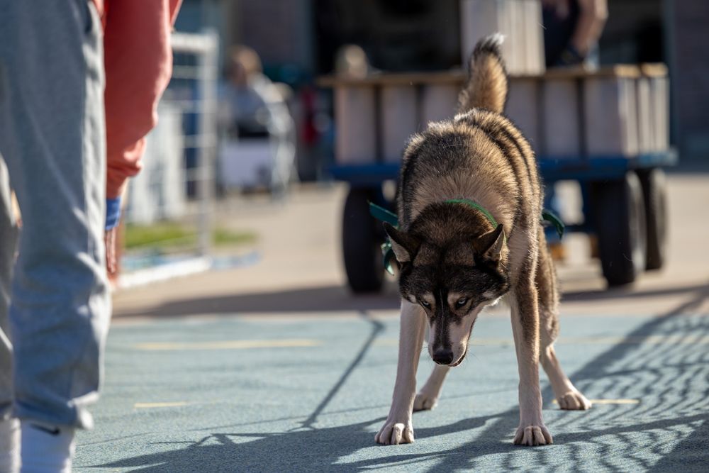A Husky dog pulling a wheeled cart during an outdoor weight pull competition.