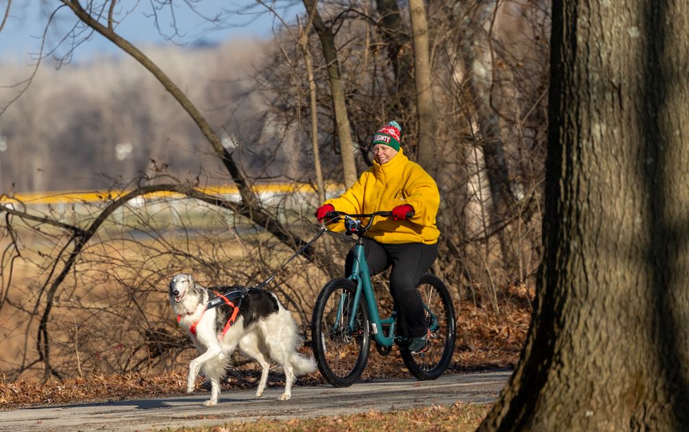 Person in yellow jacket bikejoring with a white Borzoi dog through a winter park path.