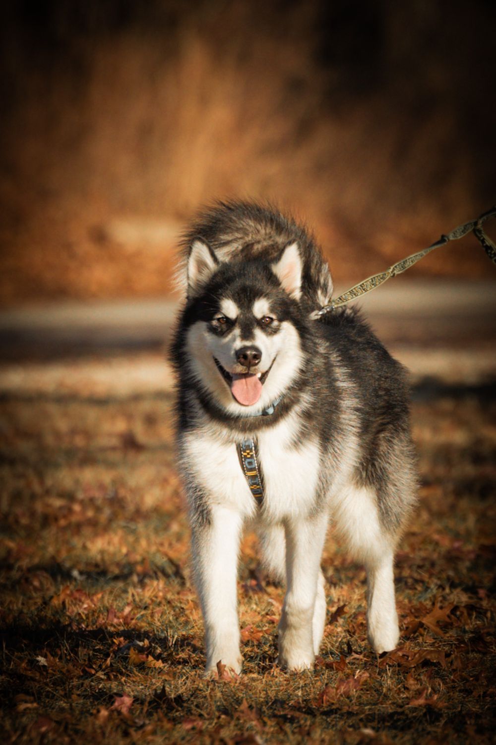A fluffy Alaskan Malamute puppy on a leash standing on autumn grass with tongue out.