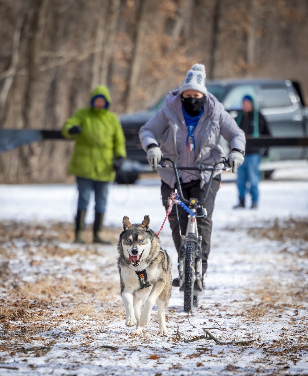 A Husky pulling a scooter on a snowy trail during a winter dog sledding event.