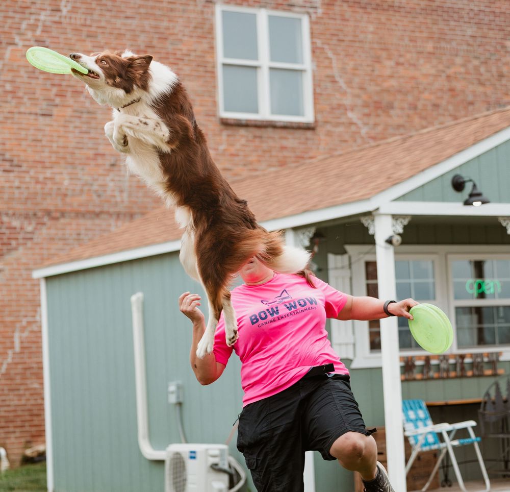 A Border Collie leaping high to catch a green frisbee over a trainer in a pink shirt.