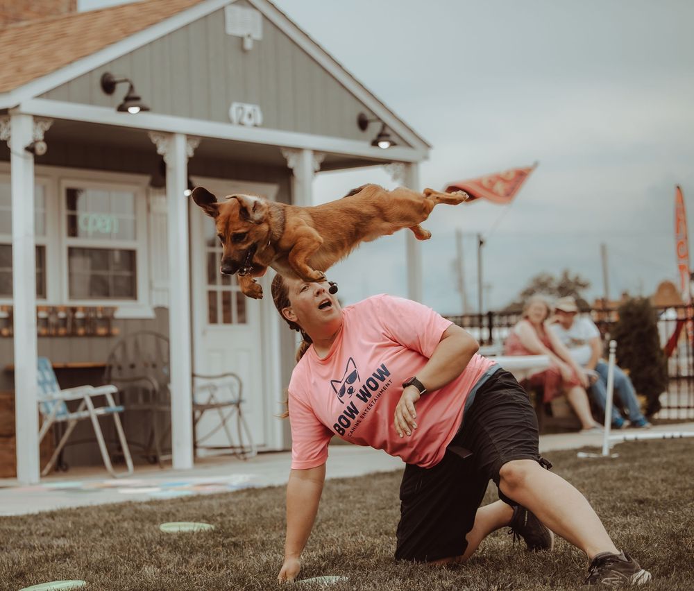 A golden dog flying through the air as a woman in a pink Bow Wow shirt performs a trick.