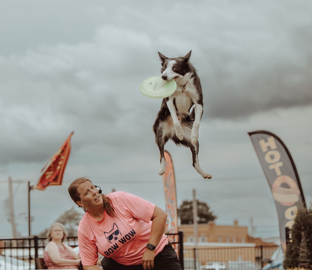 Border collie leaping high to catch a frisbee while trainer in pink shirt watches during outdoor show.