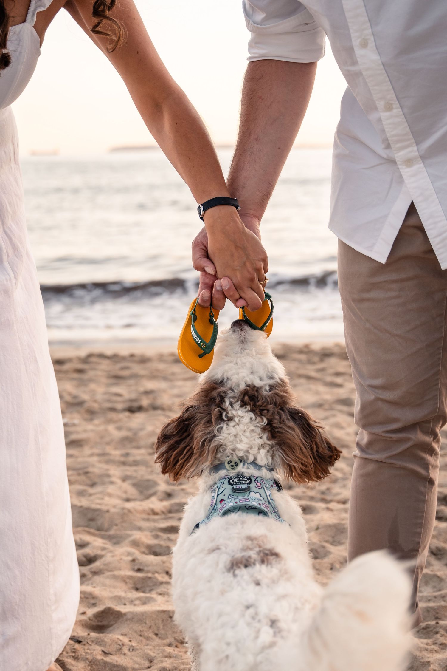 dog smelling tiny baby sandals on the beach at maternity photo shoot