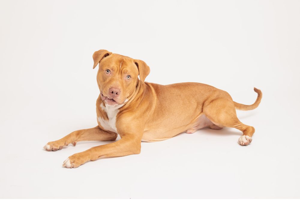 Tan pit bull mix dog lying down on white background.