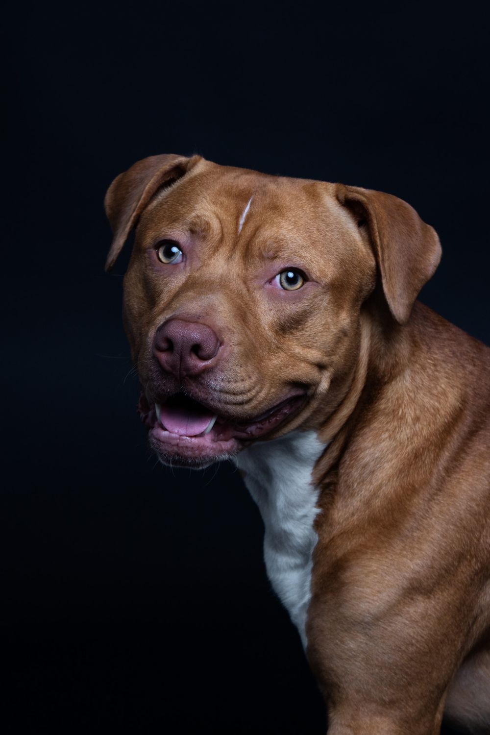 Close-up portrait of a brown pit bull with striking eyes against black background.