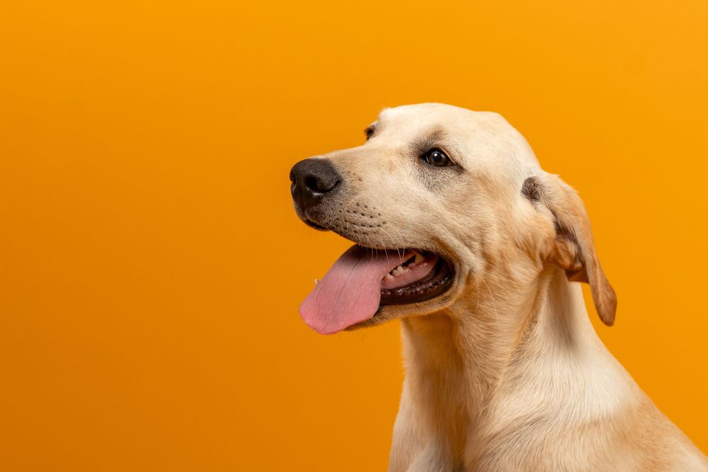 Happy yellow Labrador with tongue out against vibrant orange background.