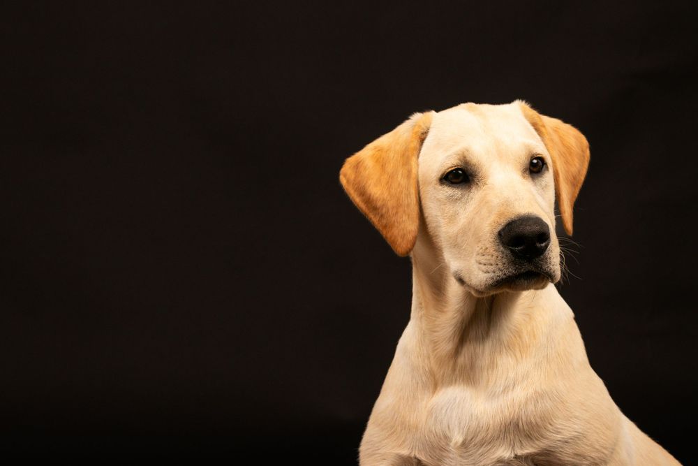 Yellow Labrador puppy portrait against dark background.