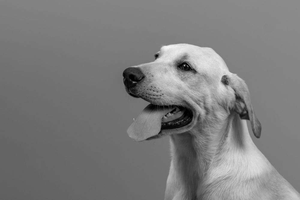 Side profile of a happy white dog with tongue out against a gray background.