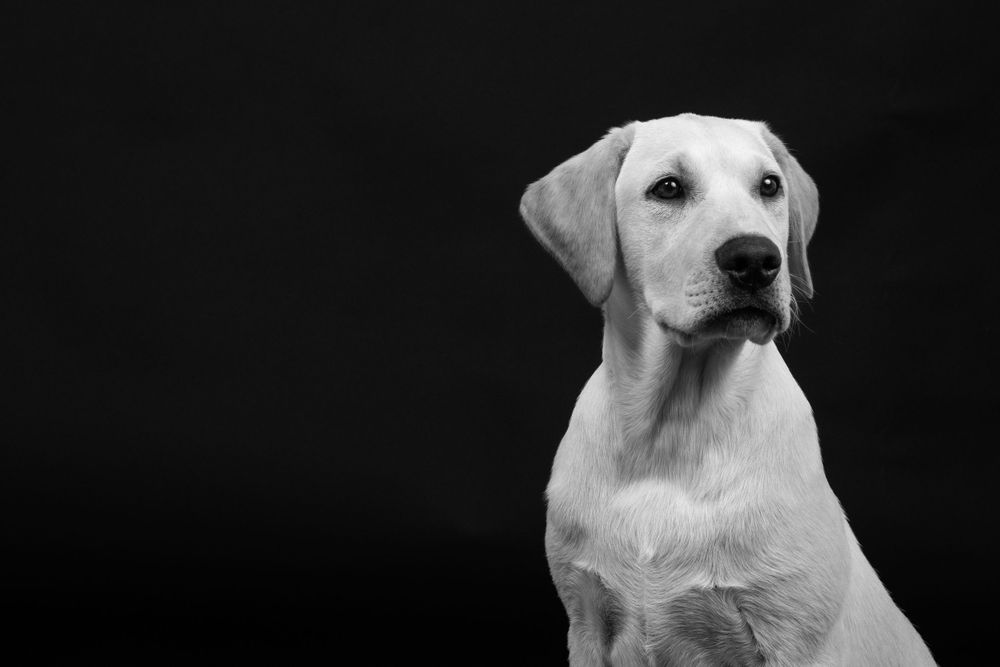 Portrait of an alert white Labrador Retriever against a black background.