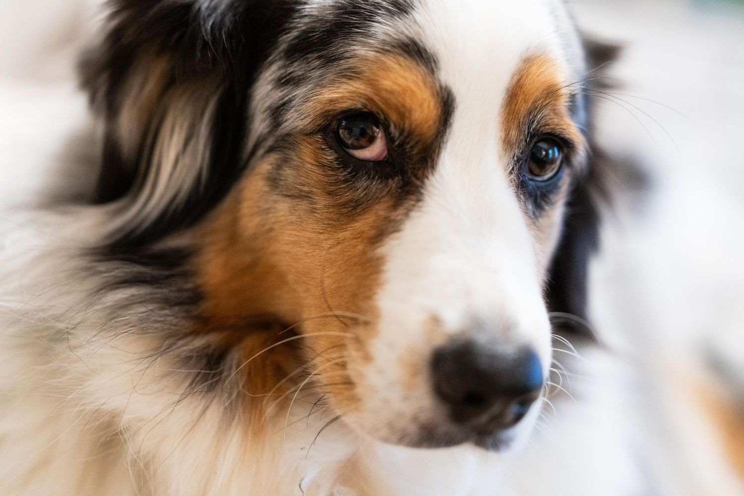 A close-up series of an Australian Shepherd dog's face showing different angles and expressions.