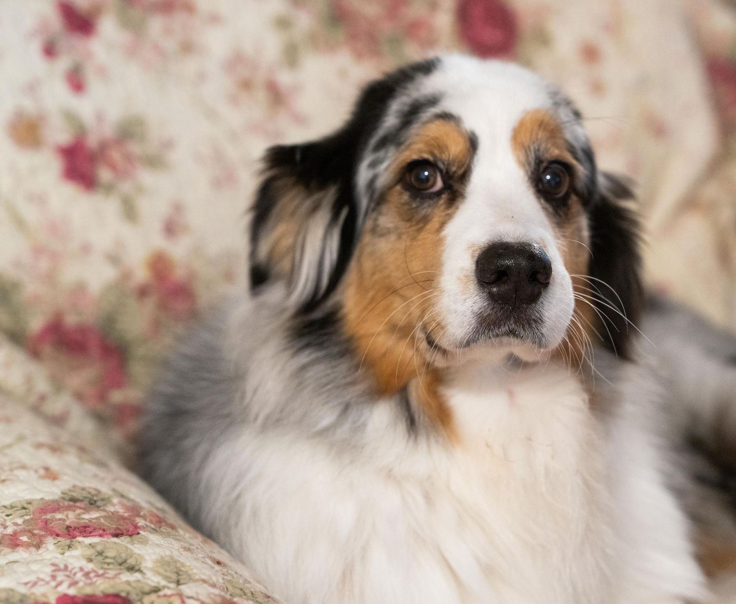 Australian shepherd dog with tri-colored fur rests on a floral patterned couch.