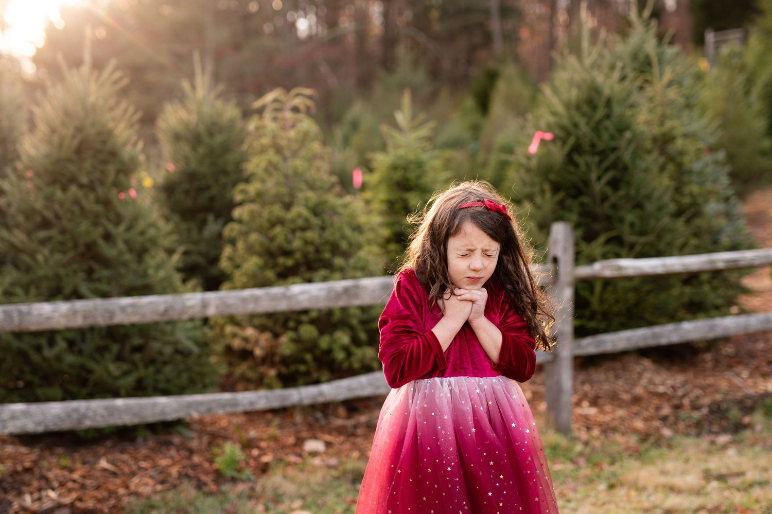 A row of evergreen Christmas trees at a tree farm with a wooden fence in the background during autumn.