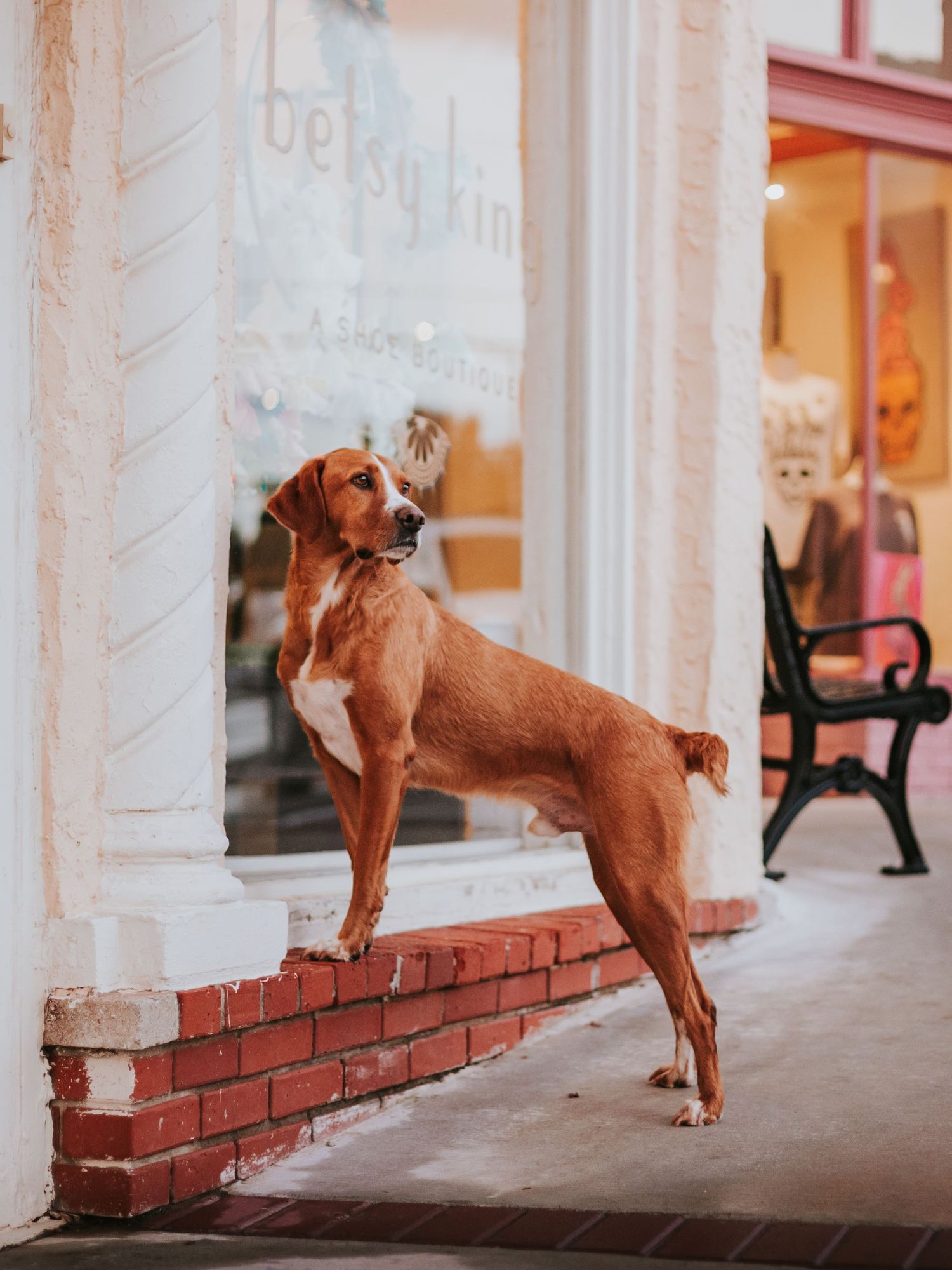 Oklahoma City dog photographer