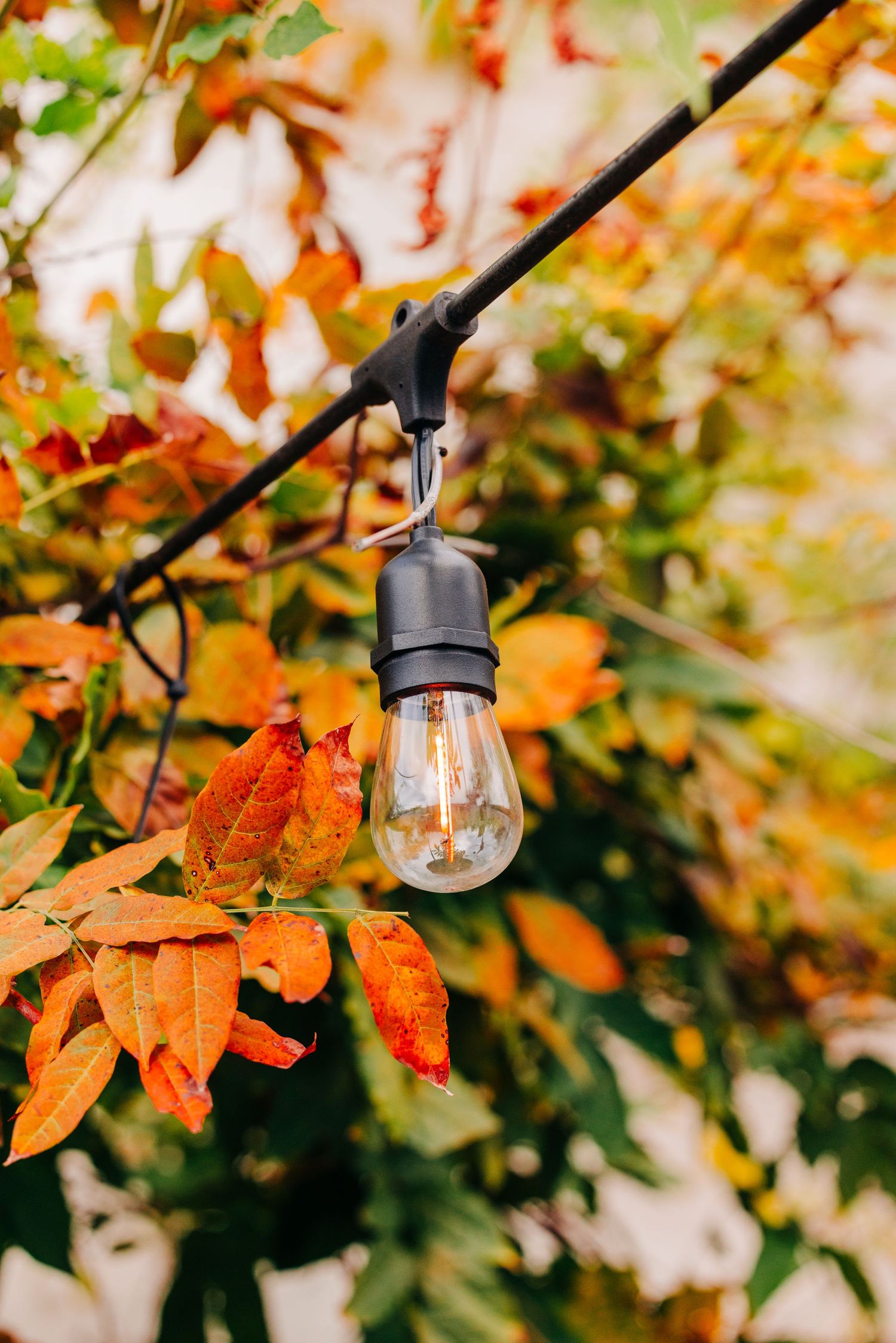 Edison bulb hanging light fixture against autumn foliage background.