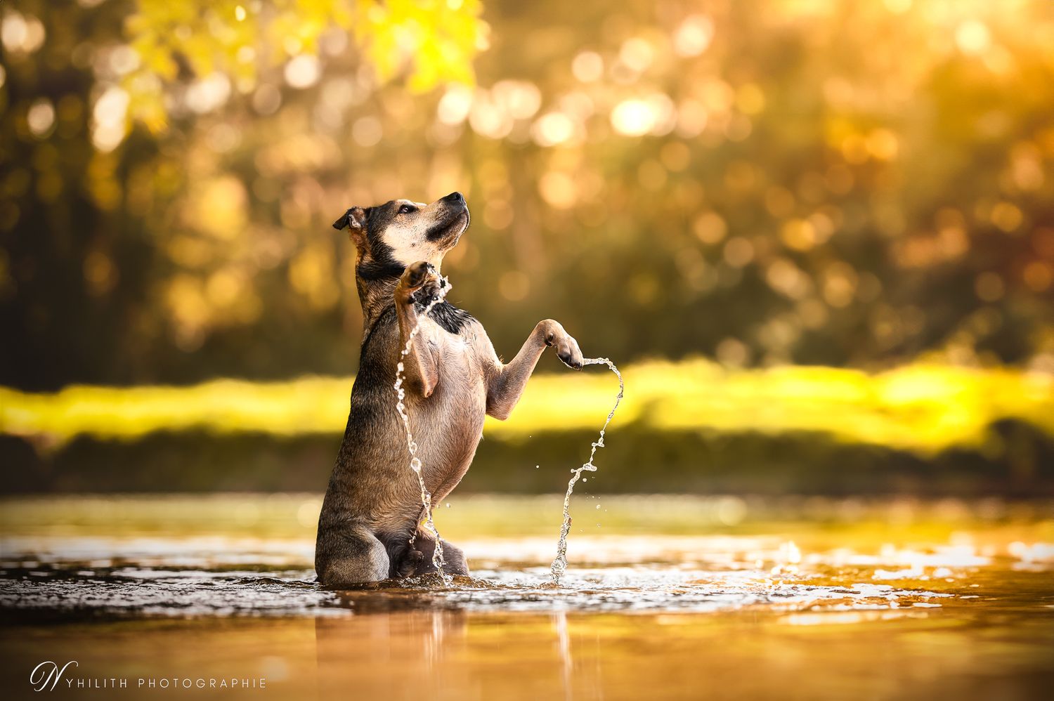 Photo chien au bord de l'eau – Photographe animalier en Meuse