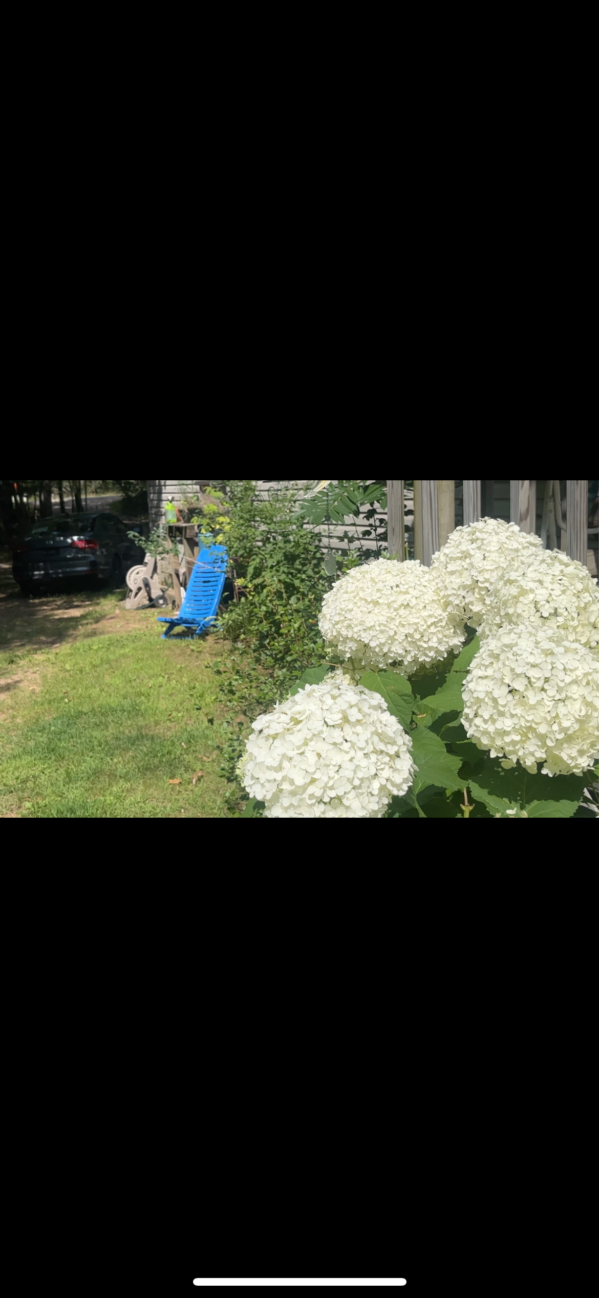 Large white hydrangea blooms growing in a sunny garden with green foliage and lawn in the background.
