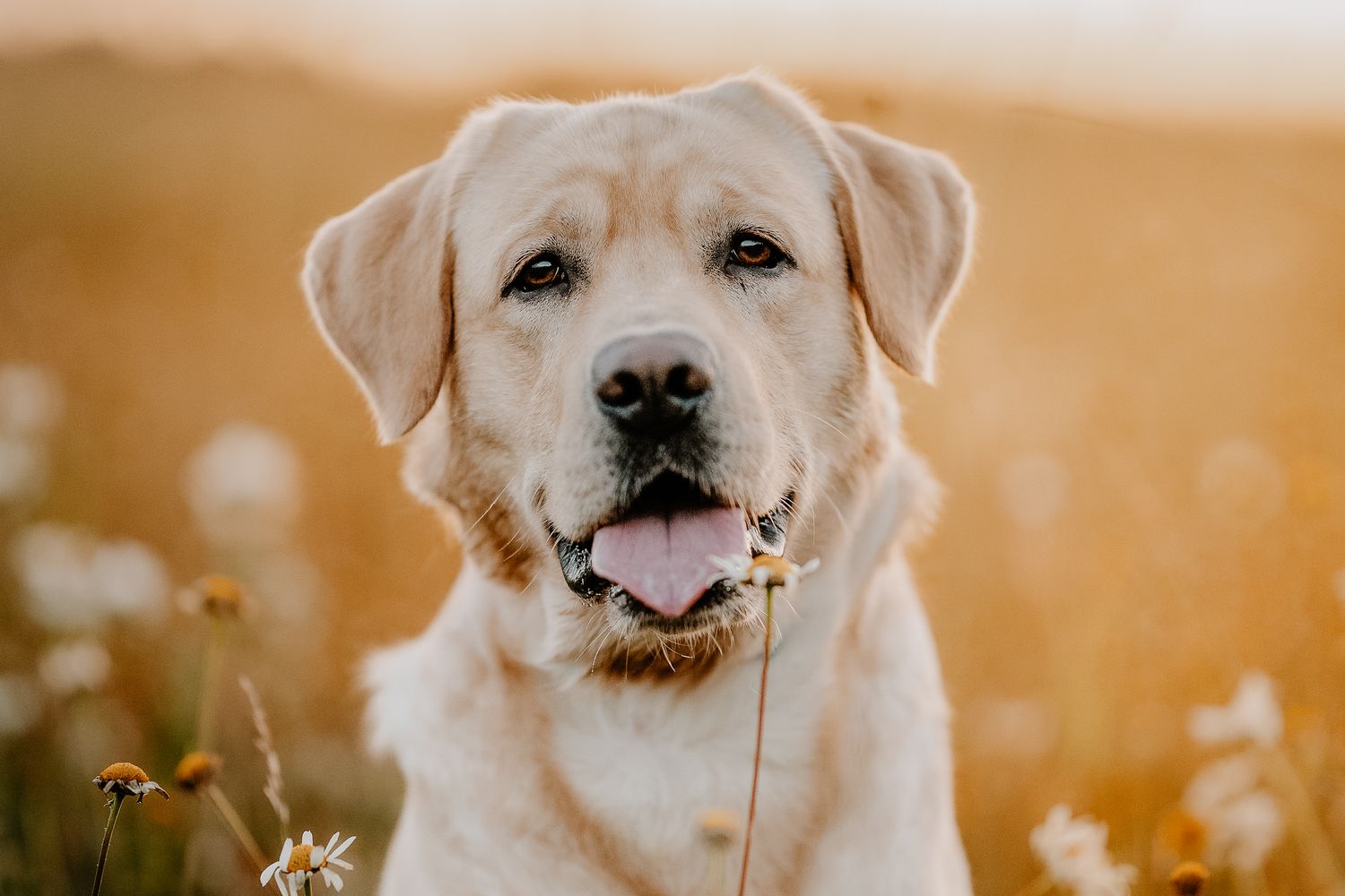 foto; fotografia; cane; fotografo; fotografo Firenze; Firenze; dog; dog photographer; photo; fotografo di cani; fotografo cani; cane;