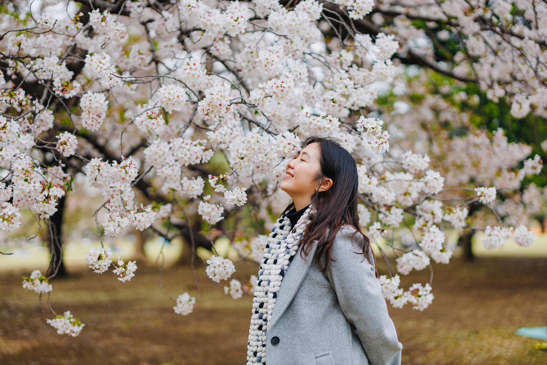 Person enjoying spring cherry blossoms in full bloom while wearing a gray coat.