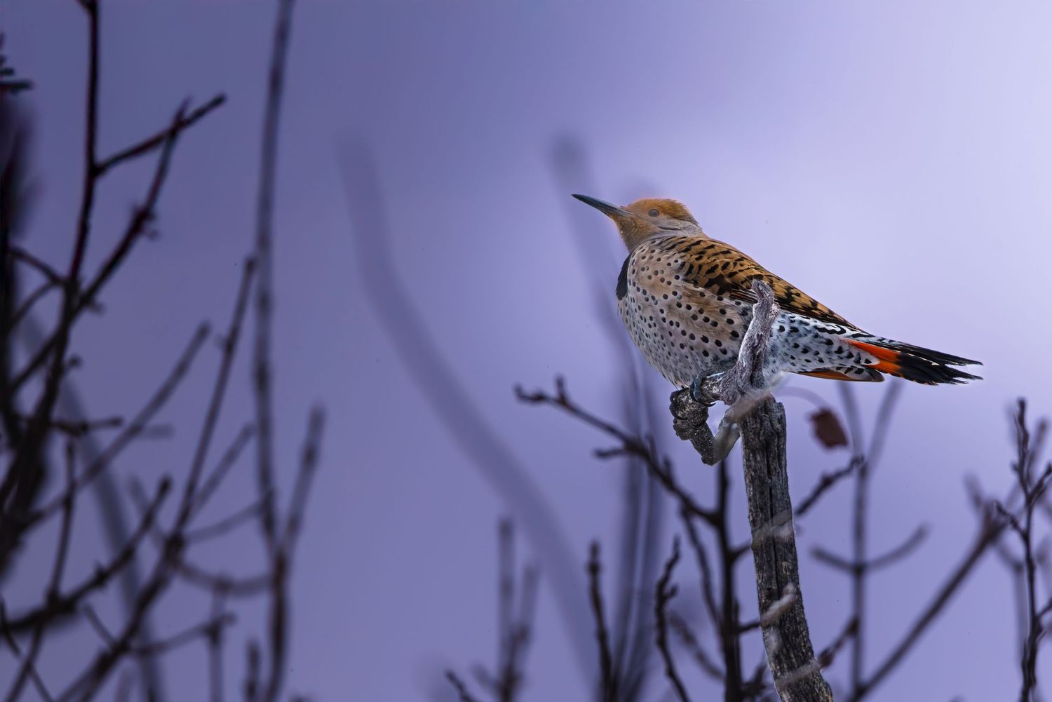 Image of woodpecker