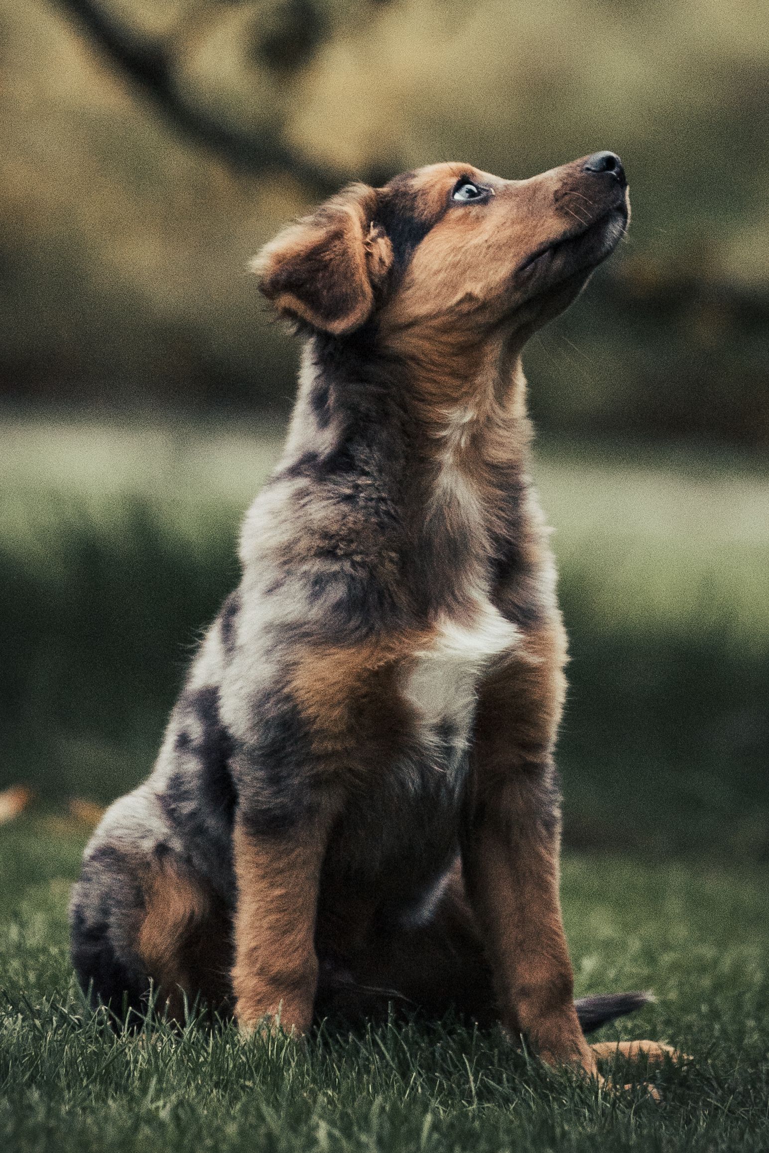 A dog sitting peacefully on the lush green grass in a park.