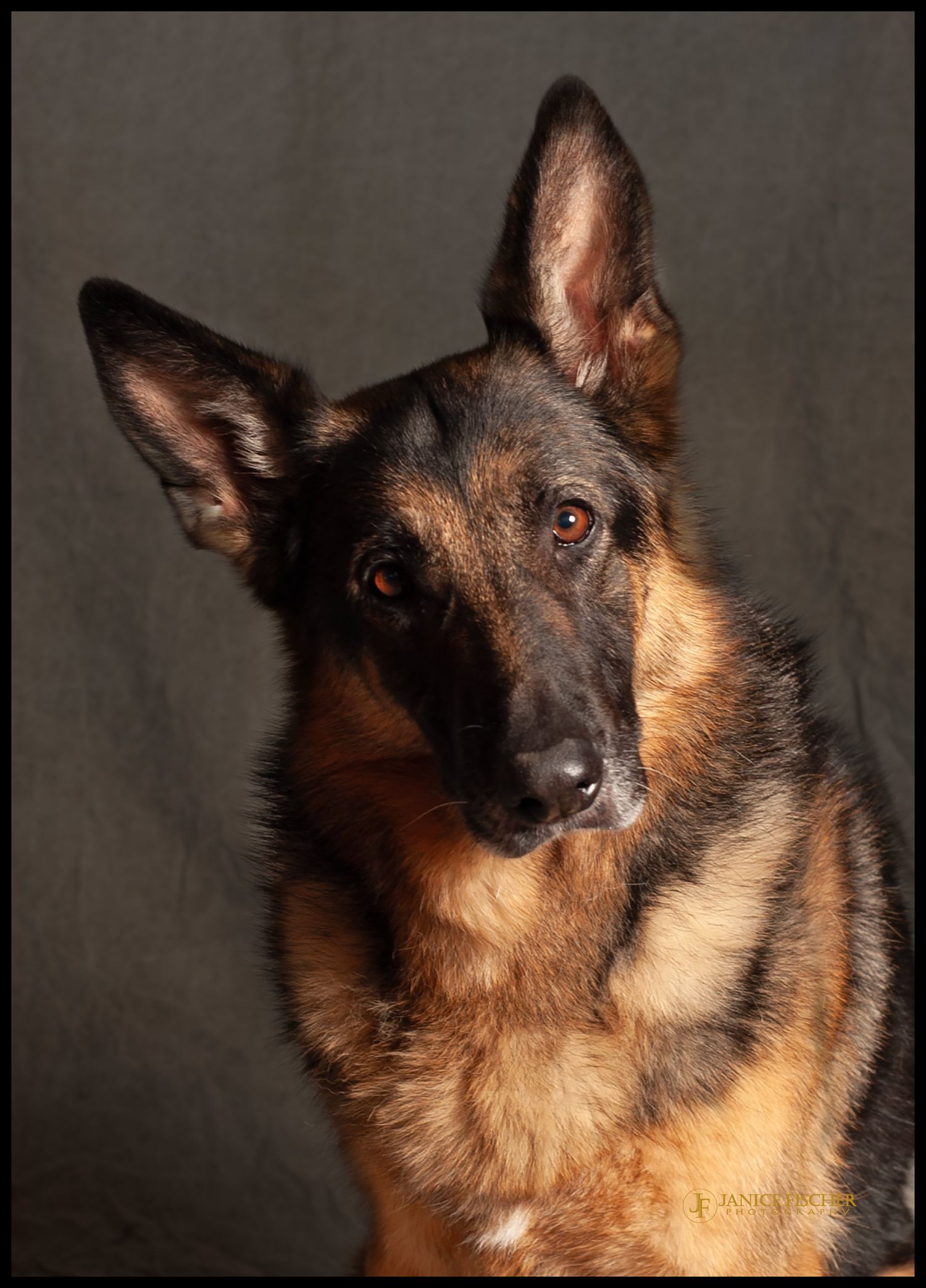German Shepherd Dog