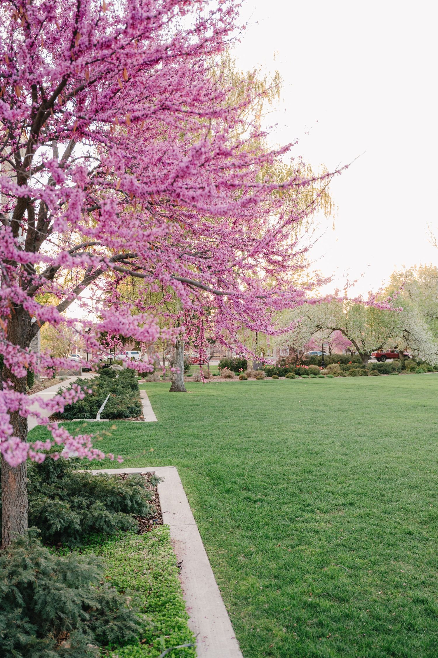 A vibrant pink cherry blossom tree blooms beside a manicured lawn with a stone pathway border in springtime.