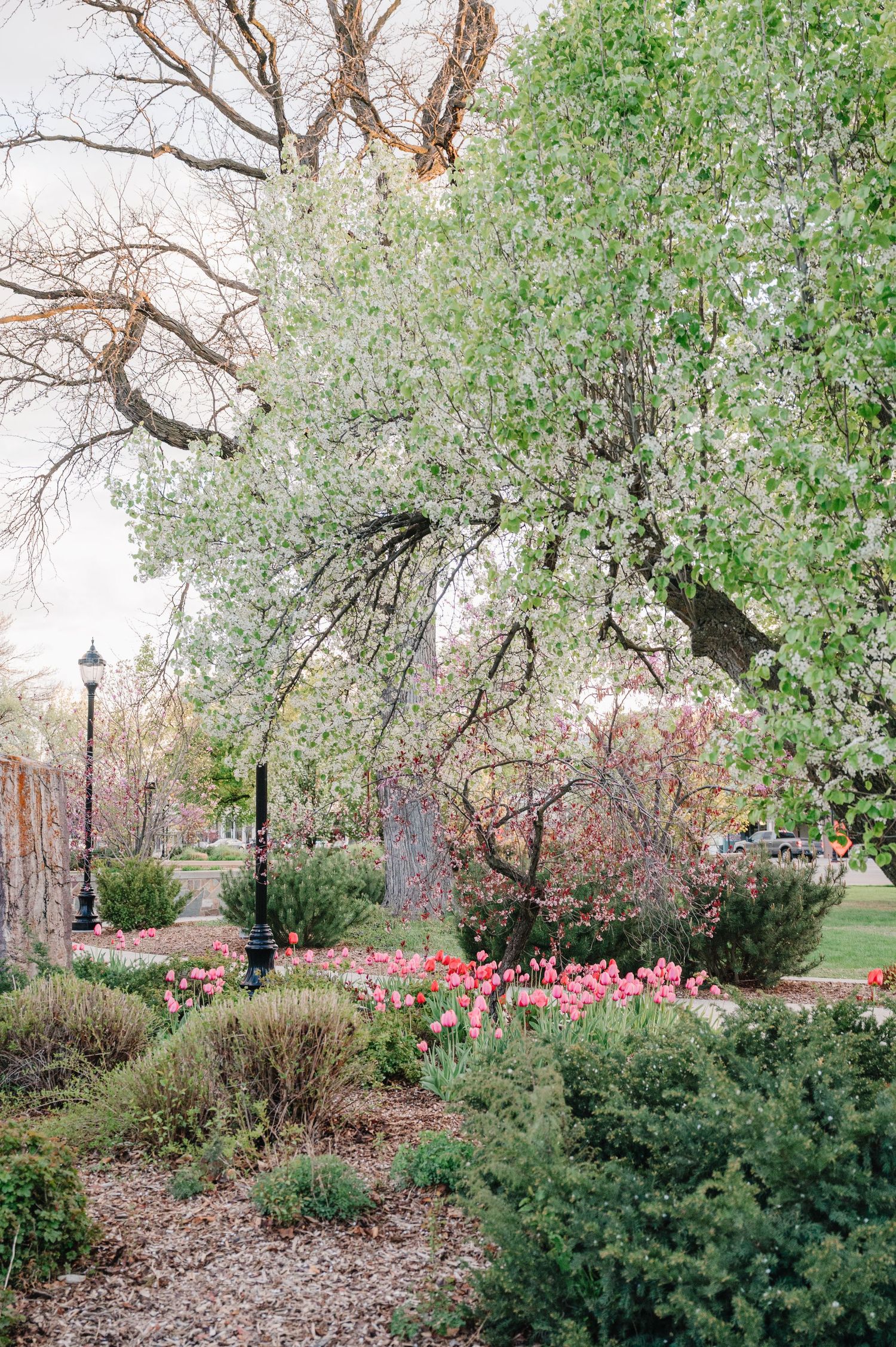 Beautiful spring garden landscape with blooming tulips and flowering trees alongside a vintage lamppost.
