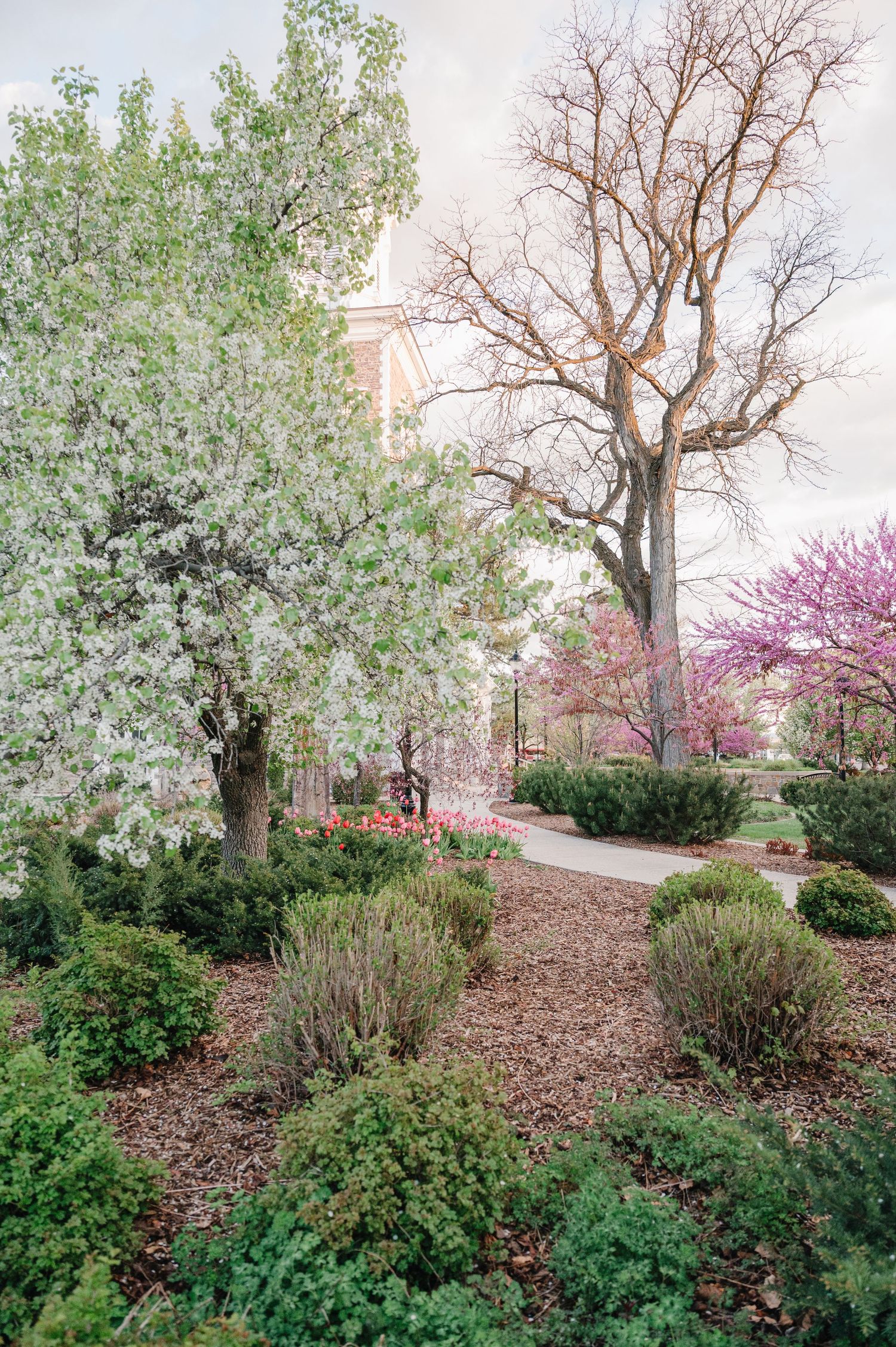 A mulch path winds through a garden with blooming white and pink trees, shrubs, and a red brick building in the background.