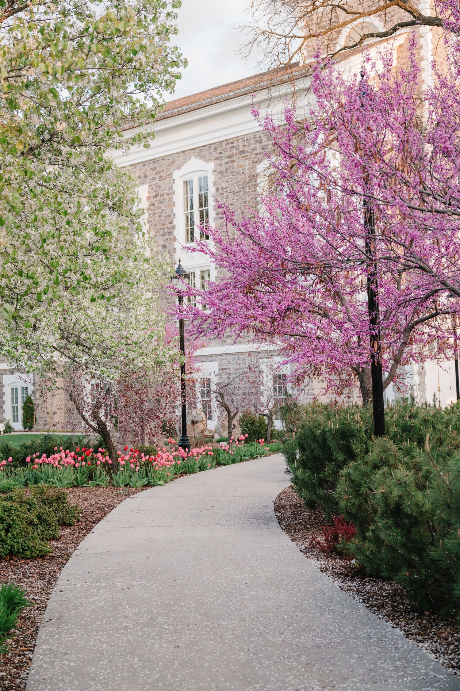A curved walkway leads past blooming redbud trees and tulips to a stone building on a spring day.