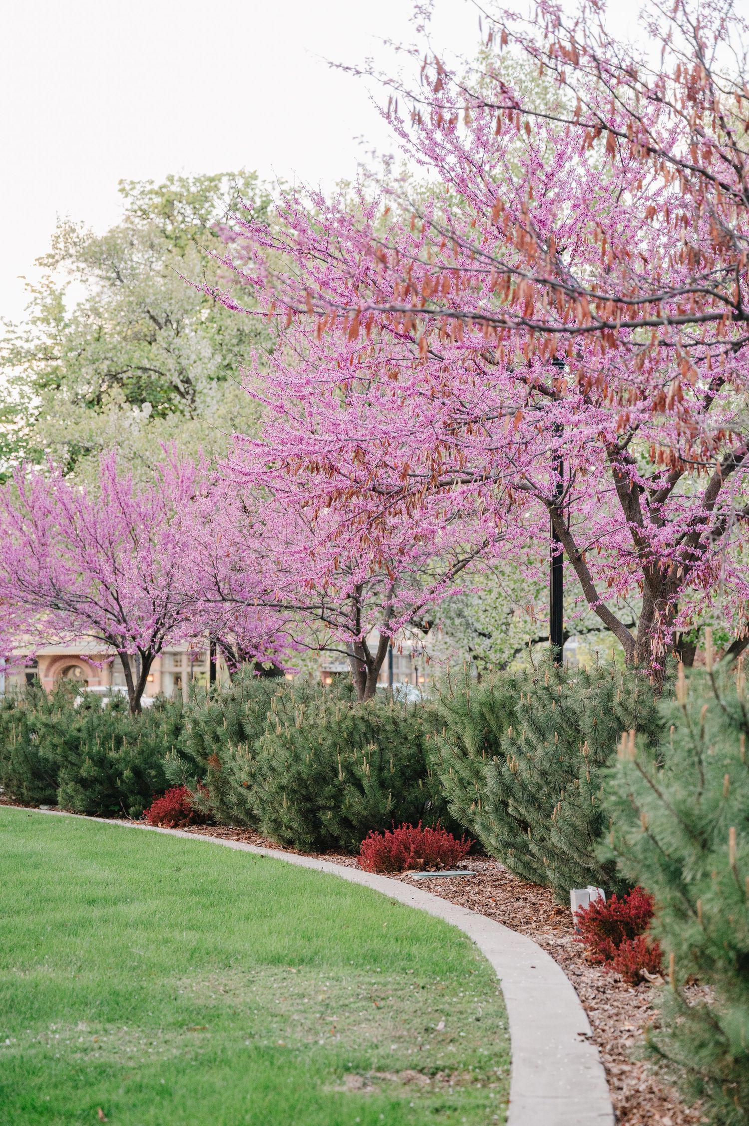 A curved garden path lined with evergreen shrubs leads beneath blooming pink cherry blossom trees in spring.
