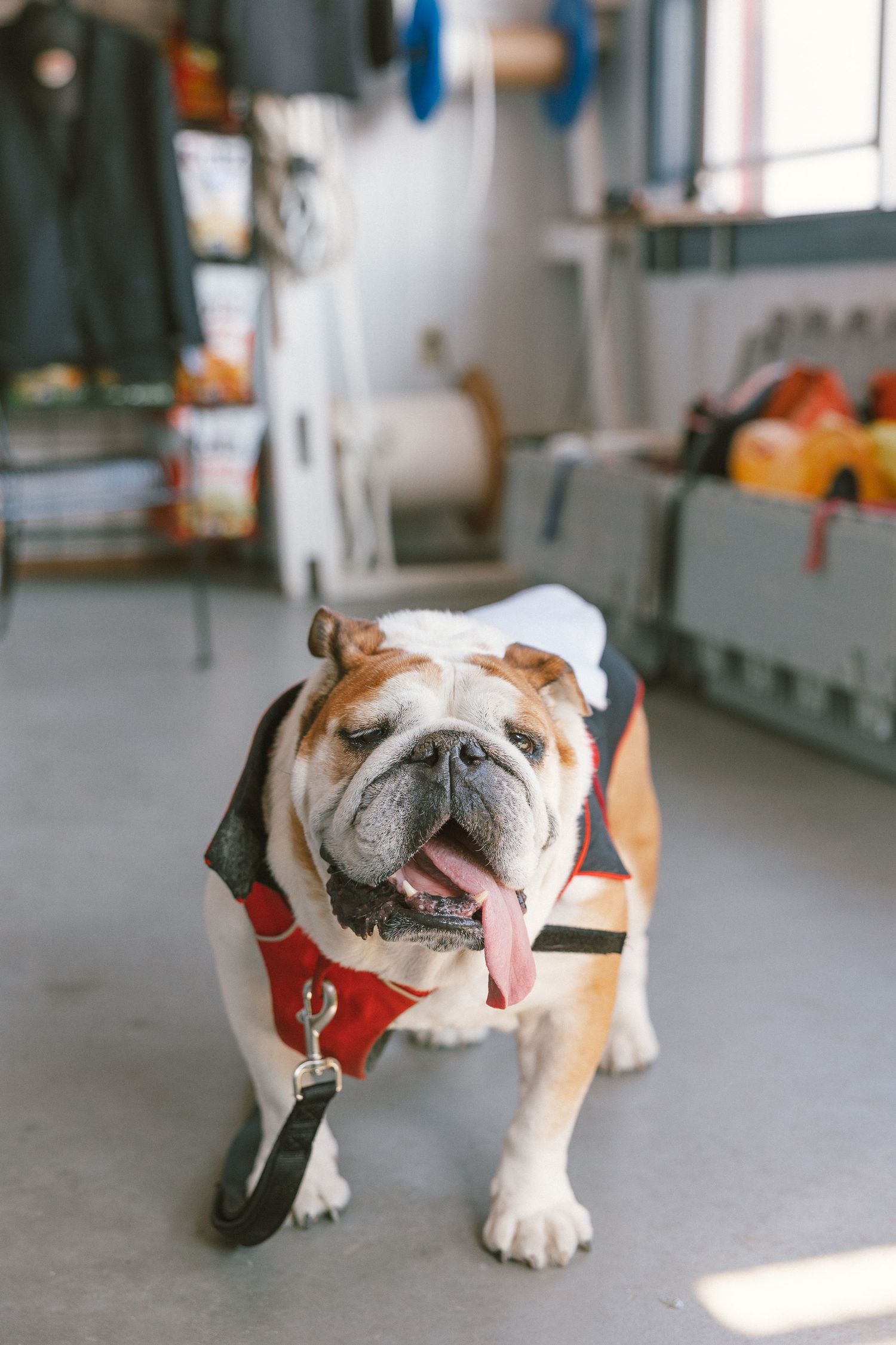 English bulldog wearing a harness walking on a light colored floor.