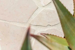 Close-up of aloe plant leaf against textured white pavers.
