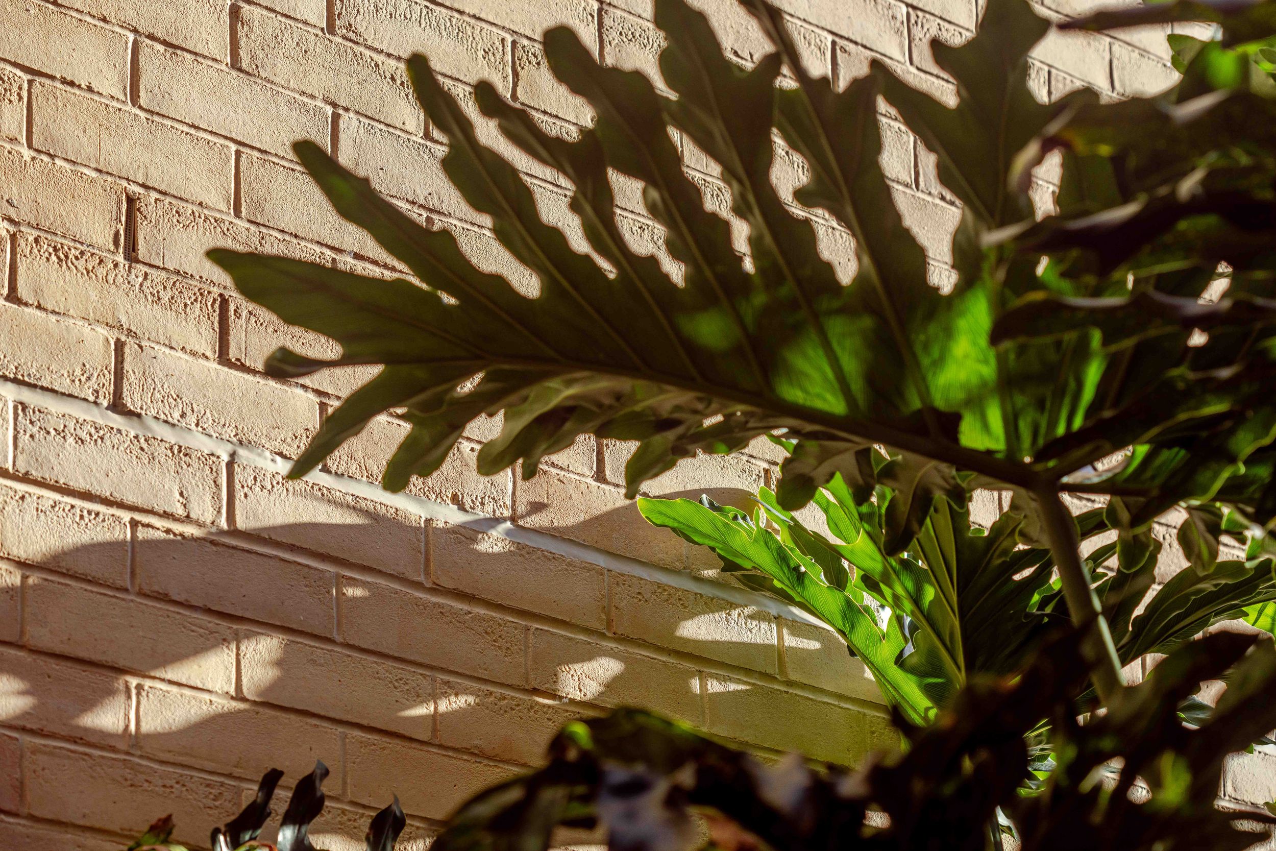 Tropical philodendron plant with deeply lobed leaves casting dramatic shadows on a sunlit brick wall.