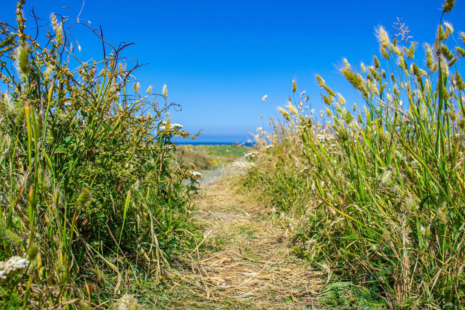 Grassy path through tall reeds leading to ocean view on sunny day.