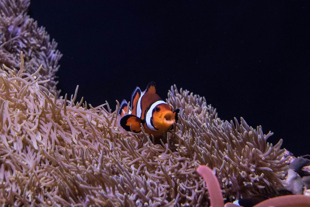 Orange and white clownfish swimming near pink sea anemone tentacles.