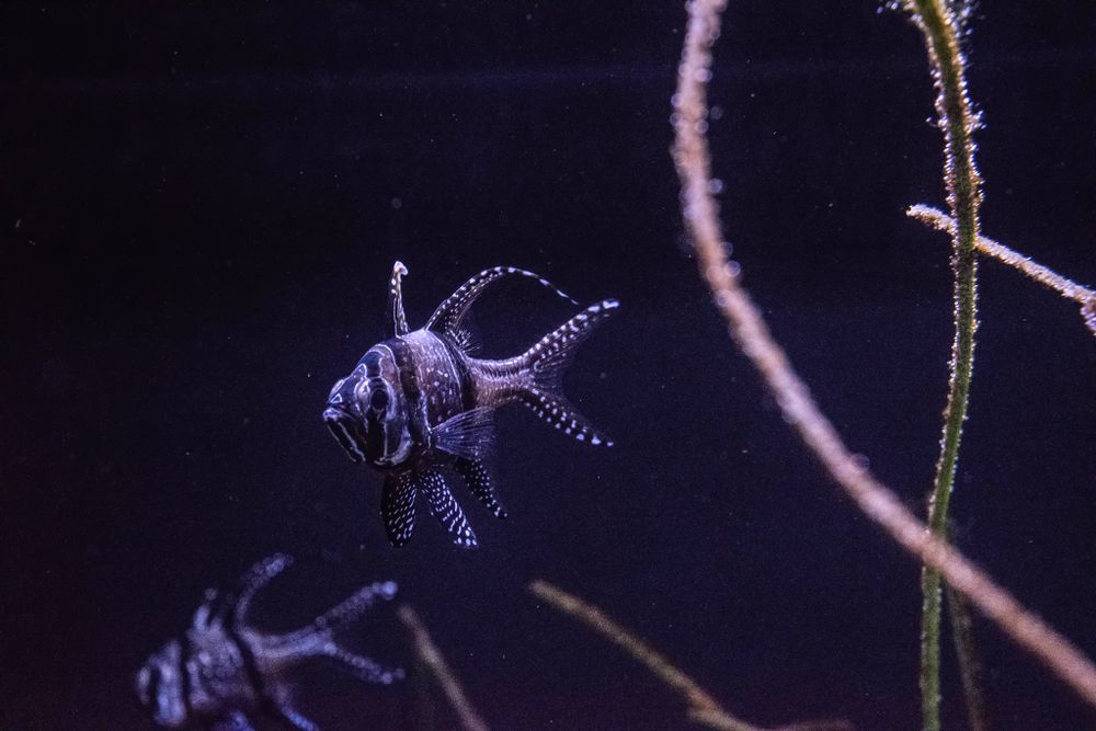 Silhouette of a small exotic fish with spiky fins against a dark background.