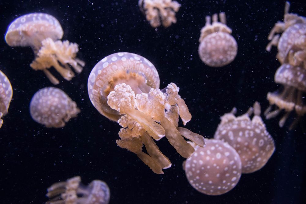 Spotted white jellyfish floating against a black background in an aquarium.
