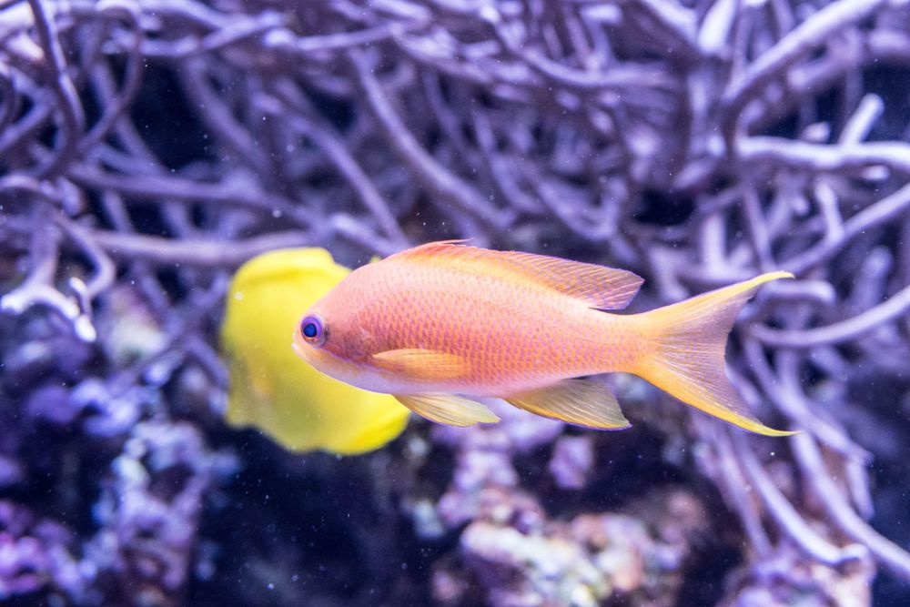 Orange tropical fish swimming in blue water near purple coral formations.