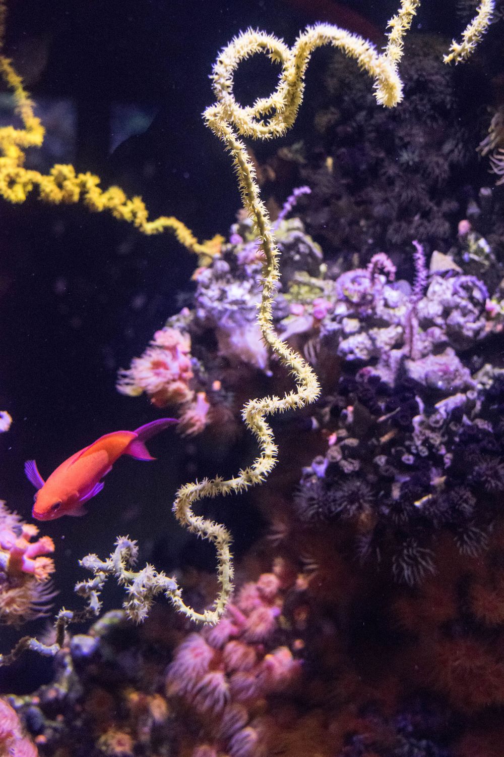 Colorful fish swimming near spiral-shaped yellow coral and purple sea life.