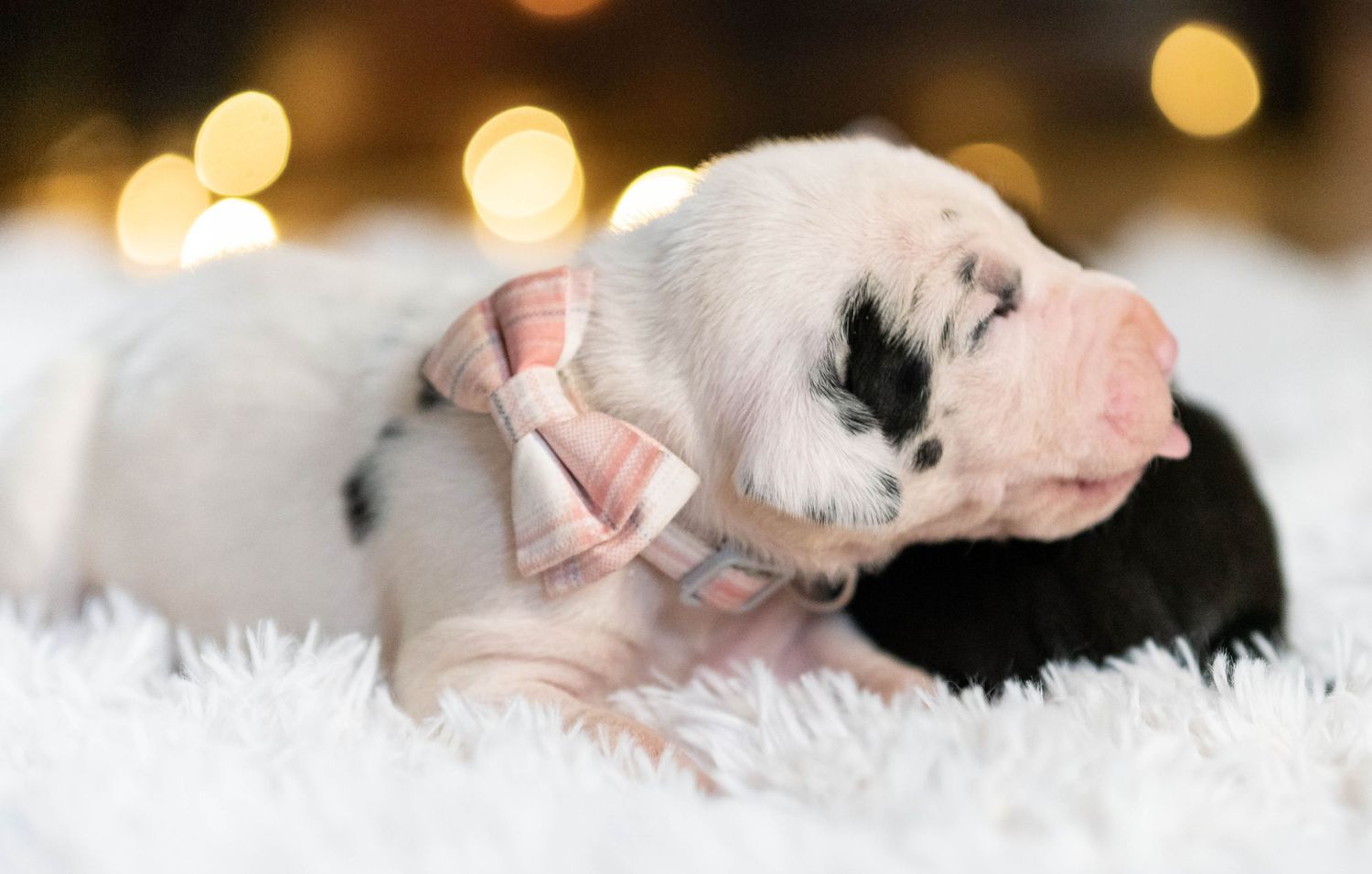 Adorable newborn black and white puppy sleeping with a pink bow on a white blanket.