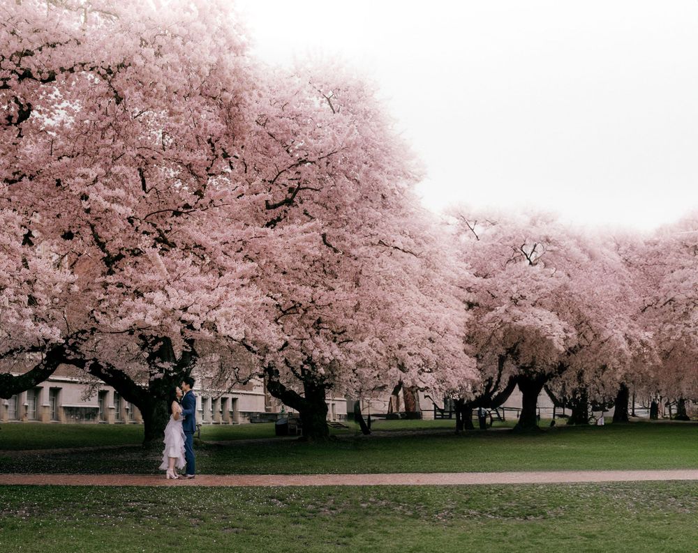 A couple dancing in the distance, surrounded by blooming sakura in Seattle's UW Quad