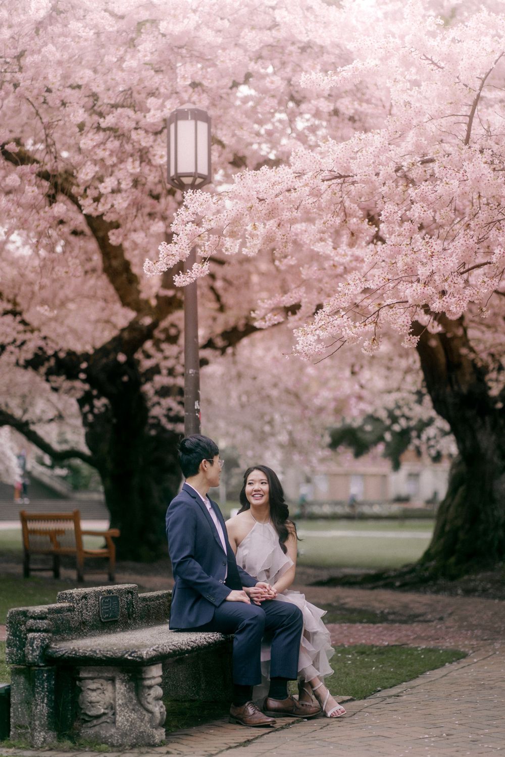 A beautiful couple sitting on a bench surrounded by blooming sakura in Seattle's UW Quad