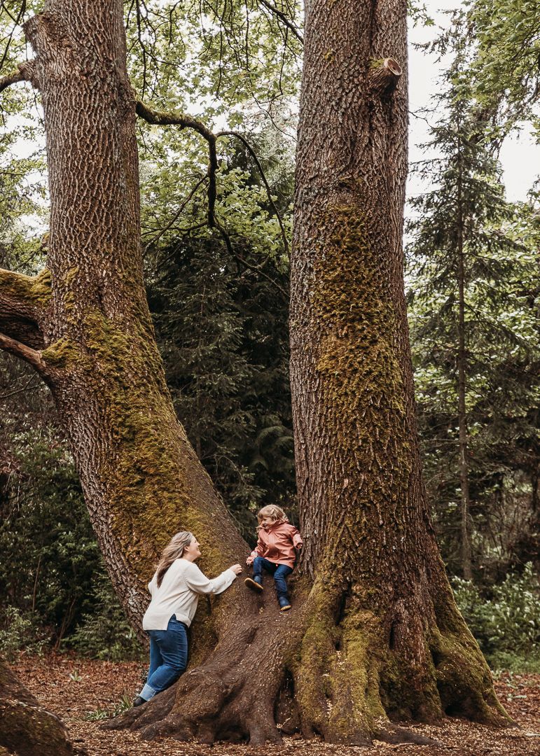 Playful outdoor scene at the base of two large mossy trees in a forest setting.