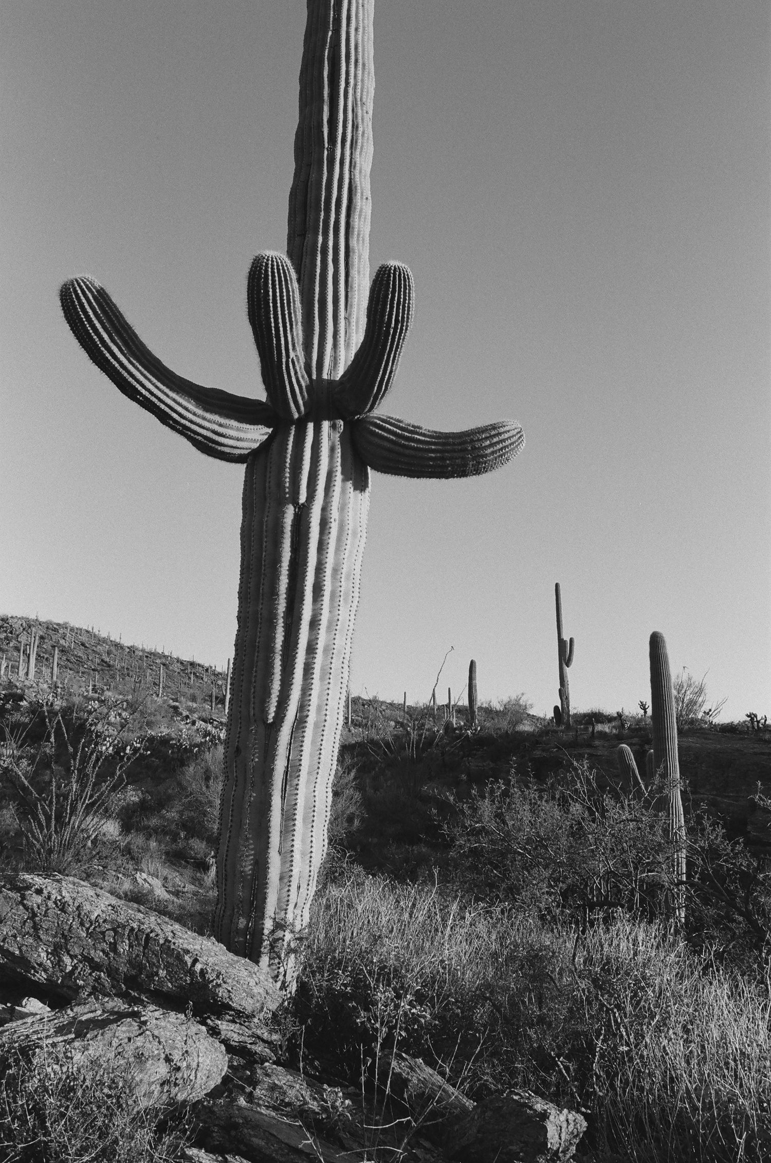 Dramatic black and white photo of a majestic saguaro cactus with curved arms in the desert.