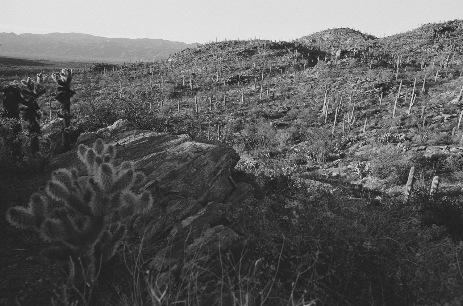 Desert hillside dotted with saguaro cacti and desert plants in black and white.