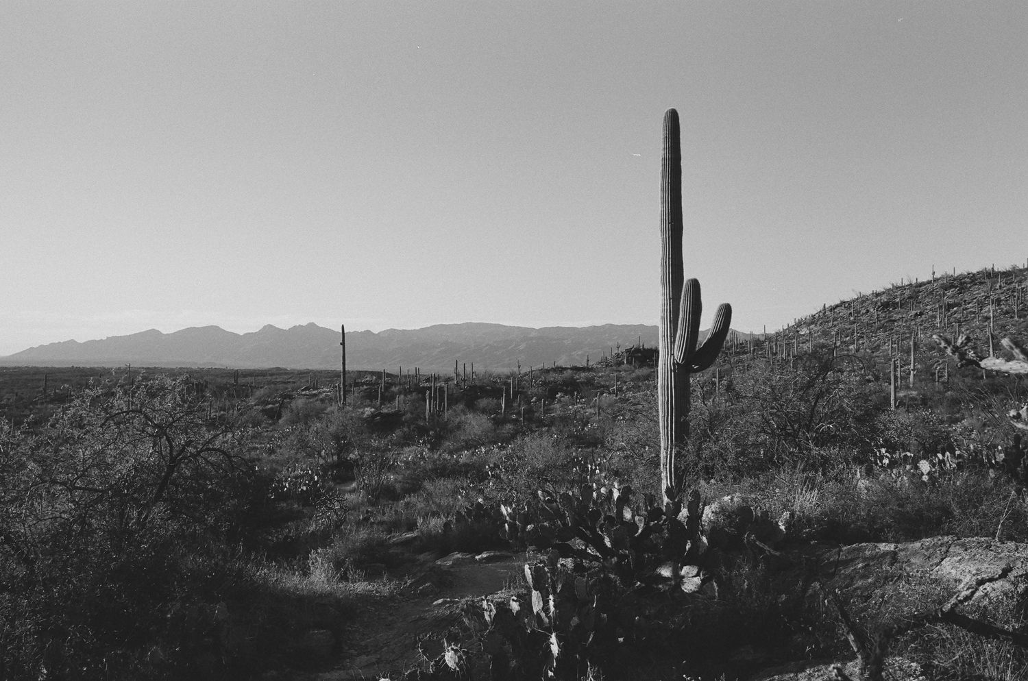 Lone saguaro cactus stands against mountain backdrop in monochrome desert landscape.