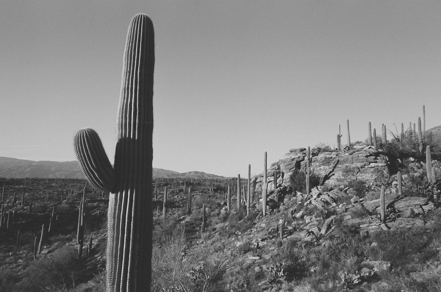 Towering saguaro cactus dominates rocky desert hillside in black and white photography.