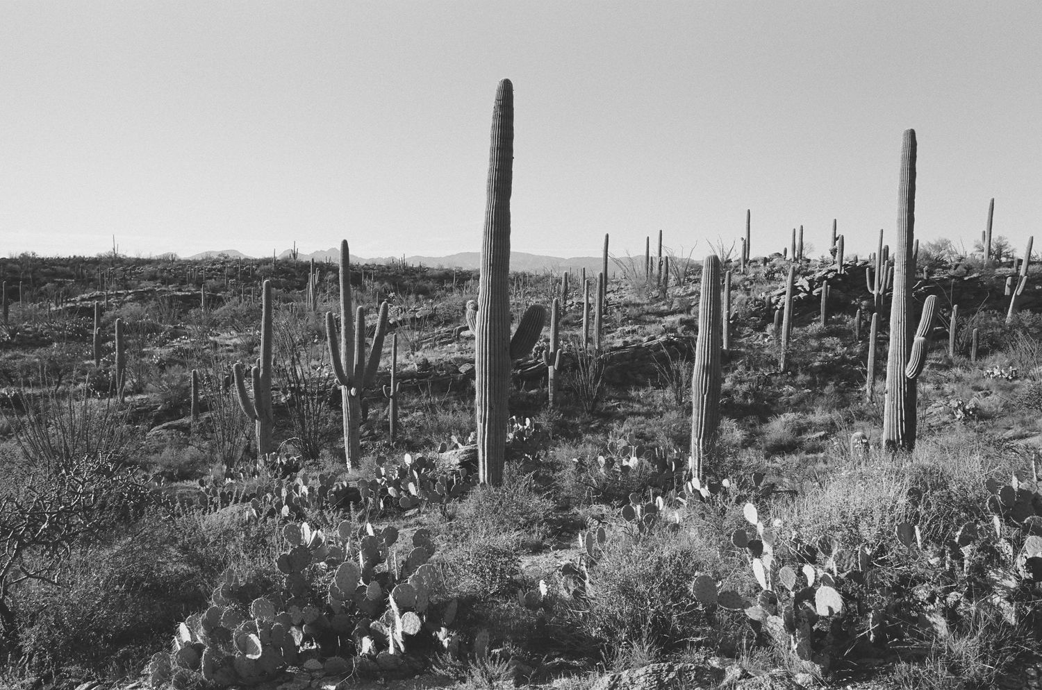 Black and white desert landscape with scattered saguaro cacti and desert vegetation.