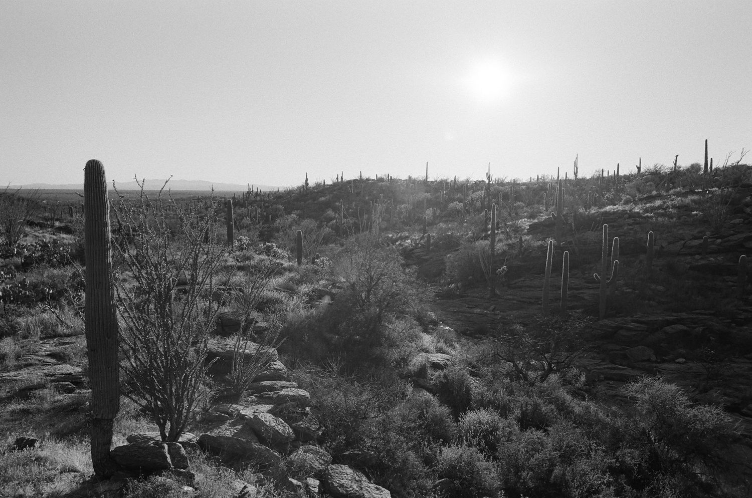 Misty desert landscape with saguaro cacti silhouettes and bright sun.
